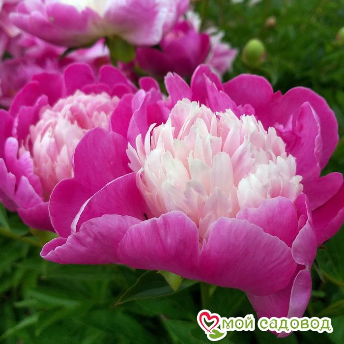 Пион травянистый Гей Пари