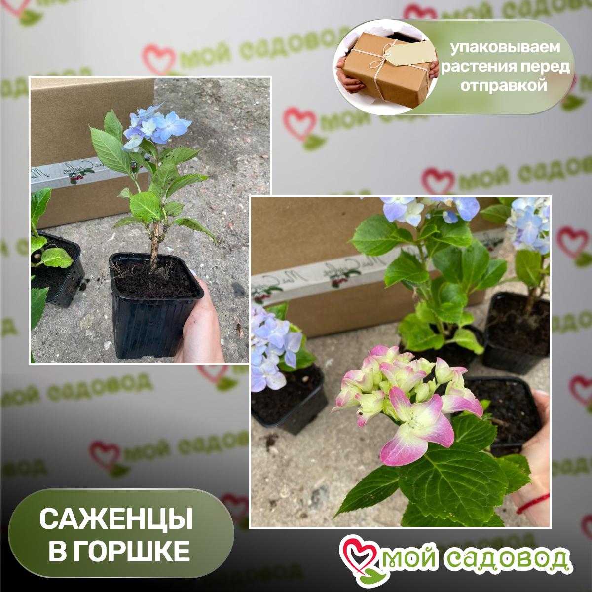 Гортензия метельчатая Бонфаер