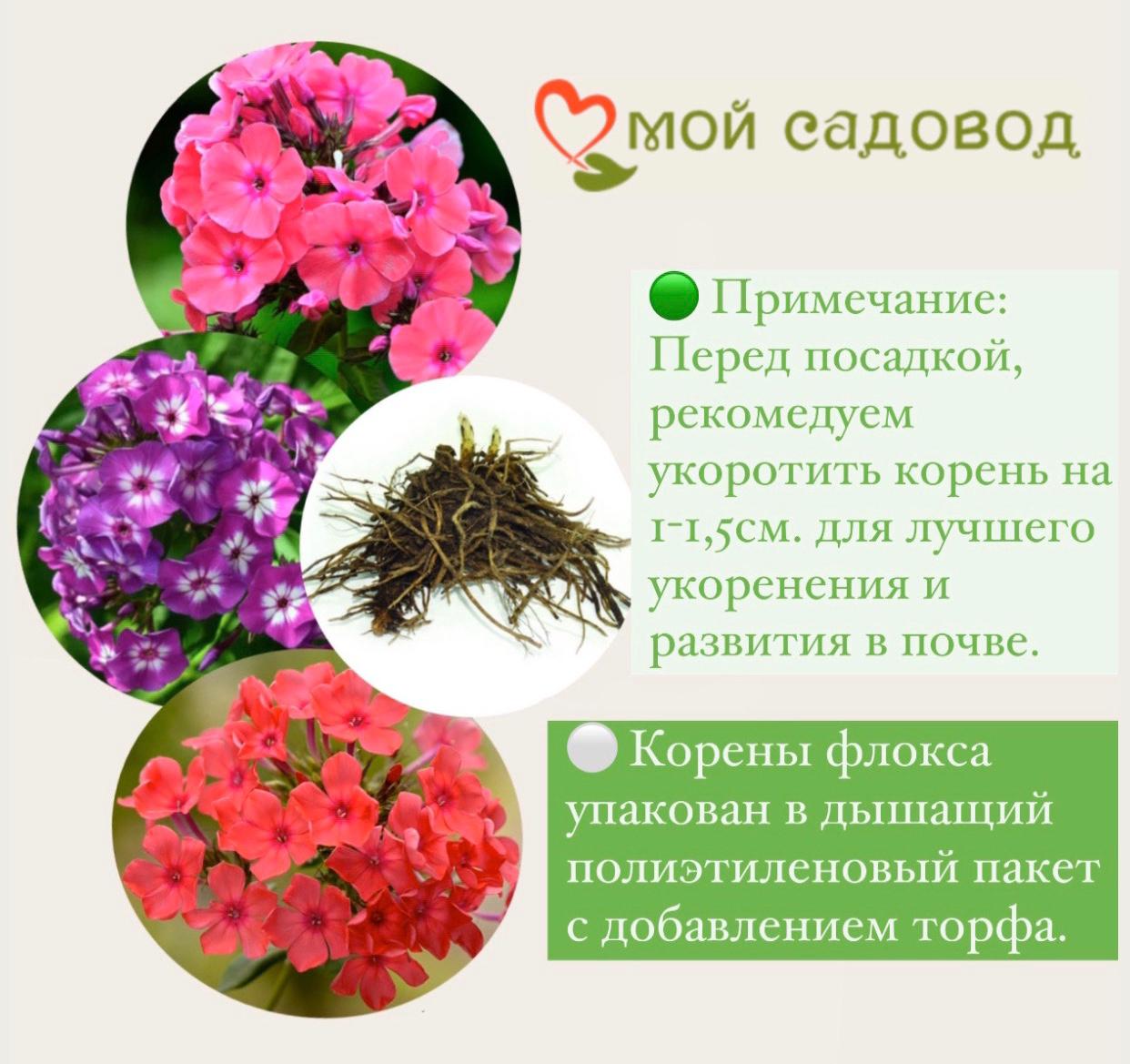 ФЛОКС МЕТЕЛЬЧАТЫЙ СТАРБЕРСТ