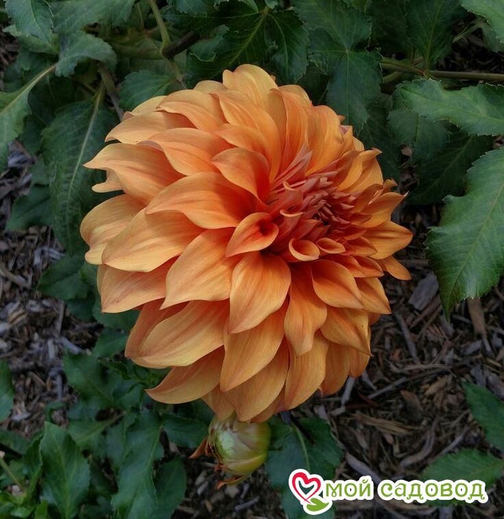 Георгина Спартакус Оранж