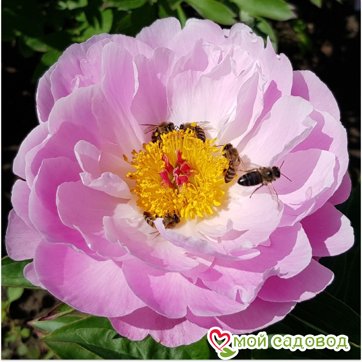 Пион Пинк Делайт